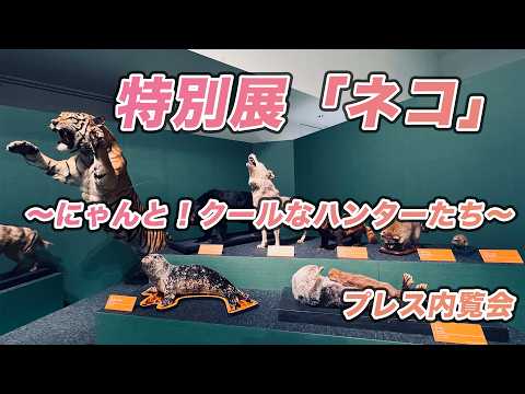 大阪市立自然史博物館 特別展「ネコ」〜にゃんと！クールなハンターたち〜 プレス内覧会