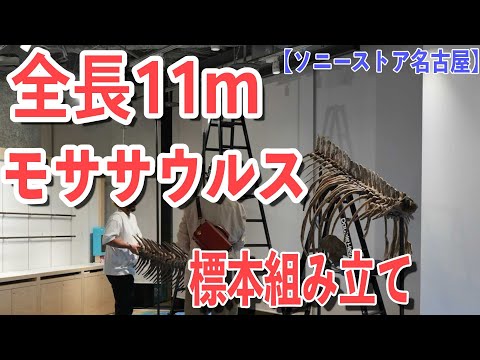 恐竜展の骨格標本設置。タイムラプス「恐竜ミュージアム2024 —恐竜時代の海と陸の支配者たち—」ソニーストア 名古屋