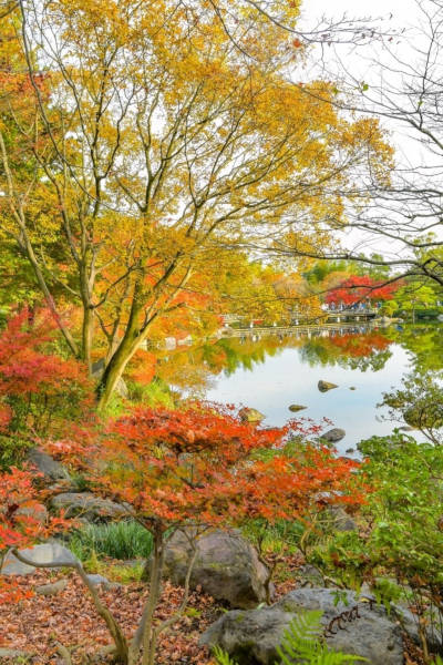 紅葉写真　曇りの日の撮影