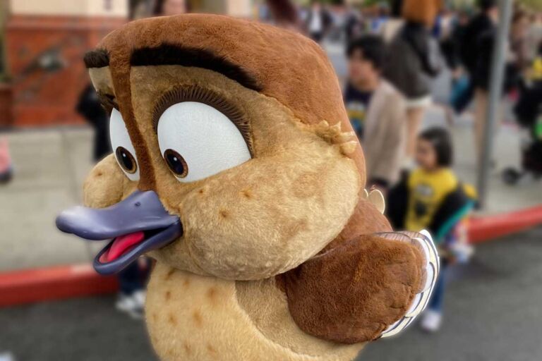 USJ新キャラ♪スズメじゃないよ。カモの『グウェン』だよ。会える場所はどこ？