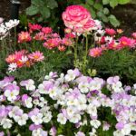 USJの花を楽しもう！セントラルパークの色彩豊かな花々と名前を一挙紹介
