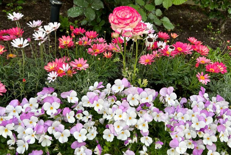 USJの花を楽しもう！セントラルパークの色彩豊かな花々と名前を一挙紹介