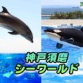 神戸須磨シーワールド潜入レポ♪シャチ・イルカ♪水族館・ホテル・レストランを体験した感想