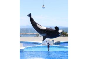 神戸須磨シーワールド オルカショー攻略法