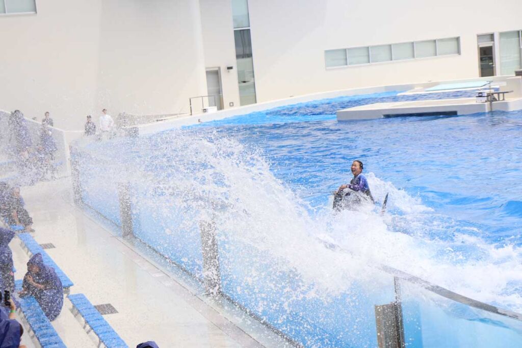 オルカ　背ヒレで水を飛ばす