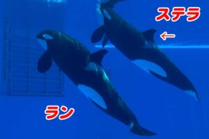 ステラとランの見分け方