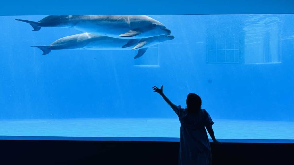 水中から泳ぐイルカが見れる