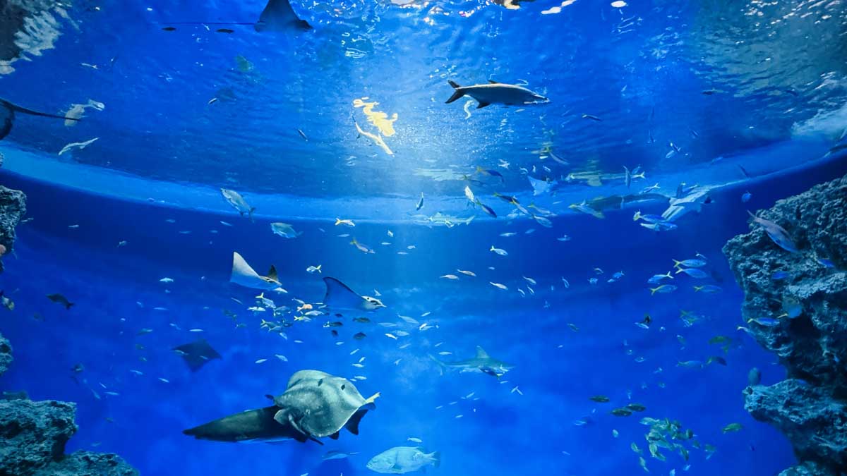 水族館・動物園