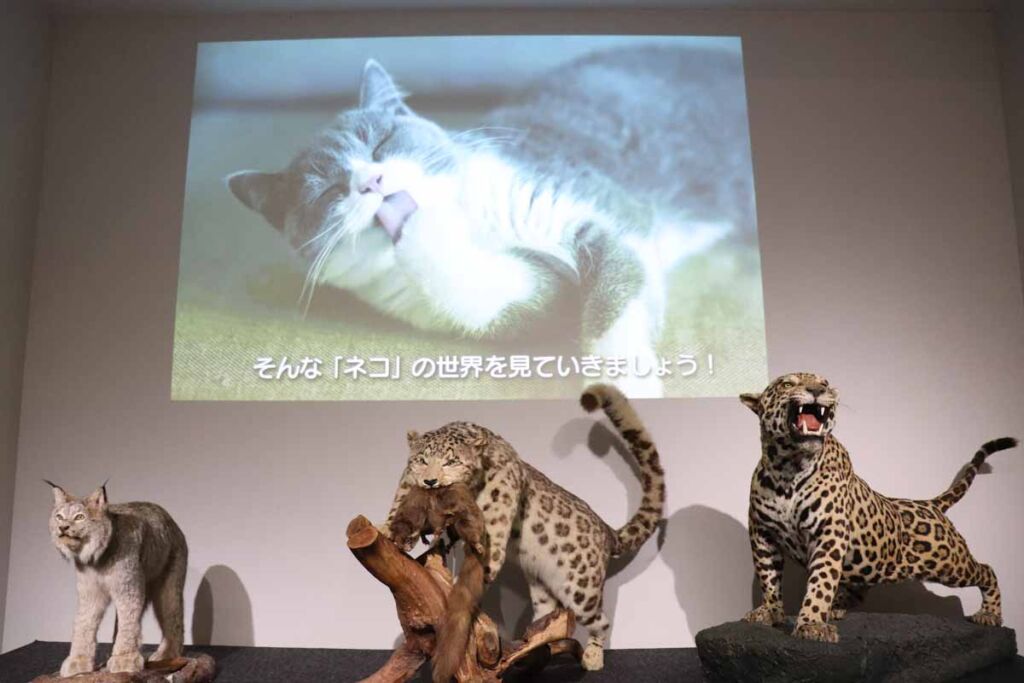 ３頭の野生猫