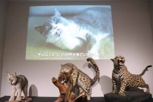 3頭の野生猫