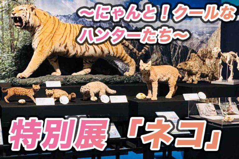 野生ネコからイエネコまで♪大阪市立自然史博物館の特別展「ネコ」グッズも紹介♪猫好きからトラ好きまで。体感できる展覧会イベント