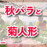 ひらパーで秋バラが見頃＆「菊人形」が３年ぶり復活！この秋の映えスポット