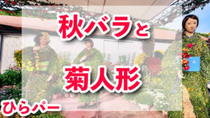 秋バラ園、菊人形展　ひらパー