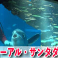 海遊館のグレートバリアリーフ水槽がリニューアル！サンゴ礁には50種類の生き物！サンタダイバーも登場