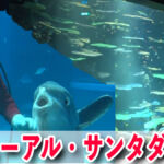 海遊館のグレートバリアリーフ水槽がリニューアル！サンゴ礁には50種類の生き物！サンタダイバーも登場