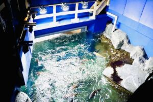 鳴門の渦潮 水槽のバックヤード