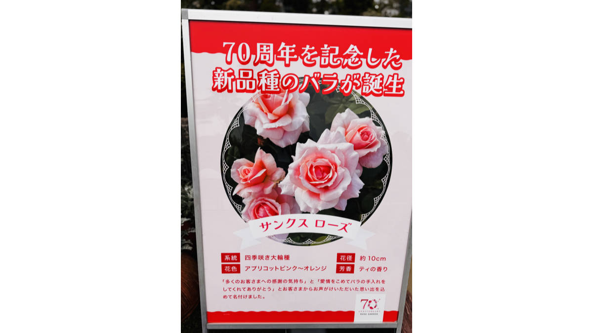 サンクスローズ