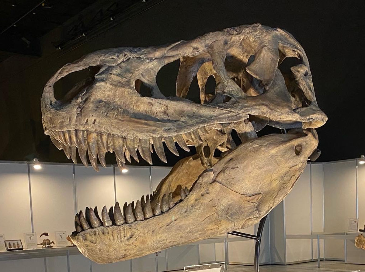 タルボサウルスの頭骨レプリカ