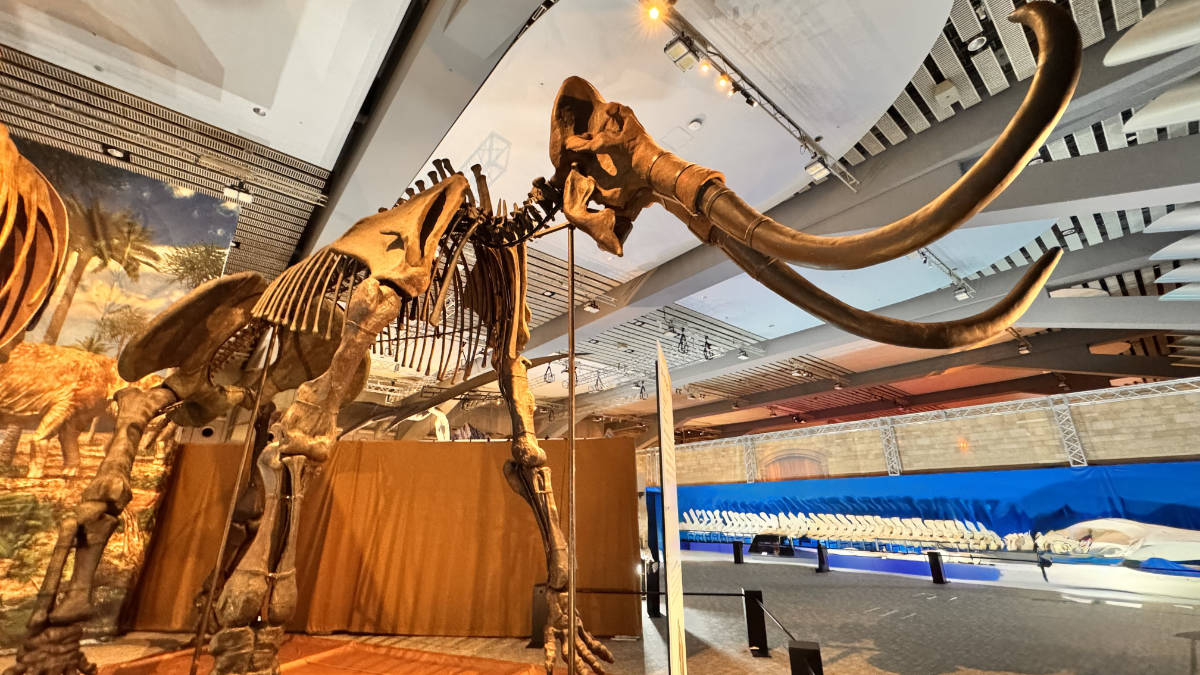 トゥリアサウルスとステップマンモス