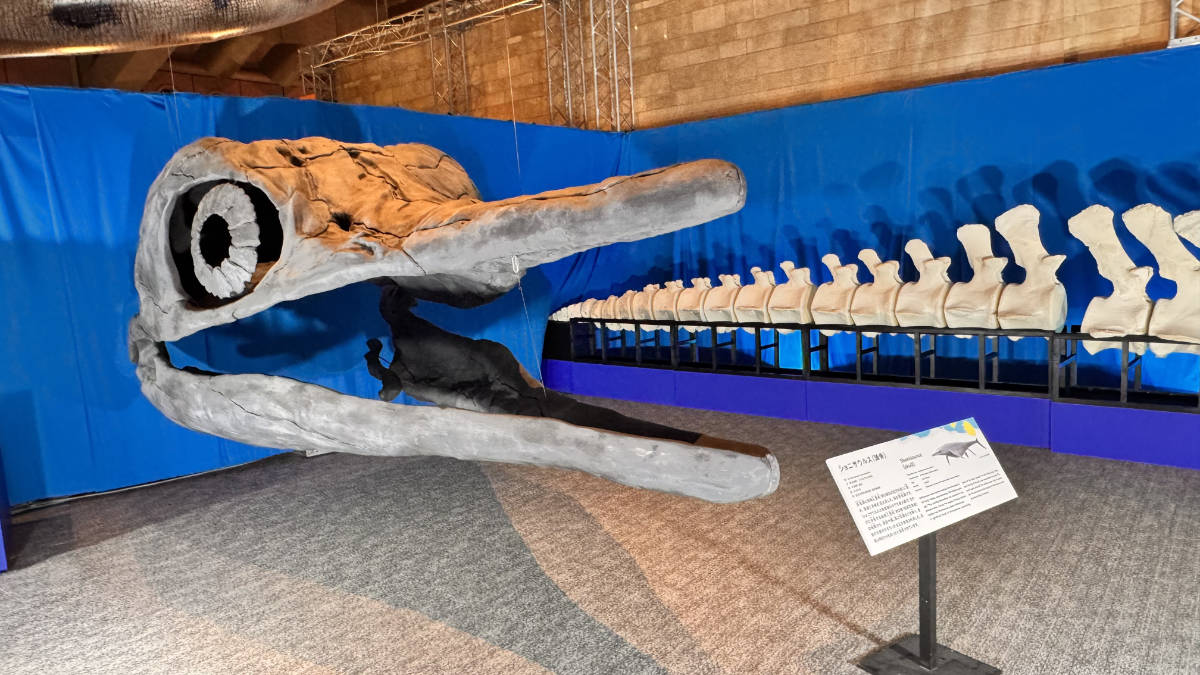 ショニサウルスの頭骨