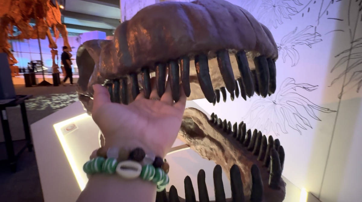 パタゴティタンの頭骨