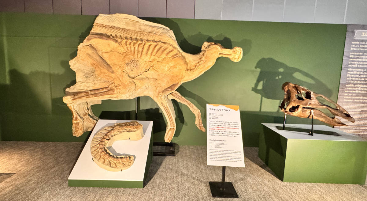 ブラキロフォサウルス