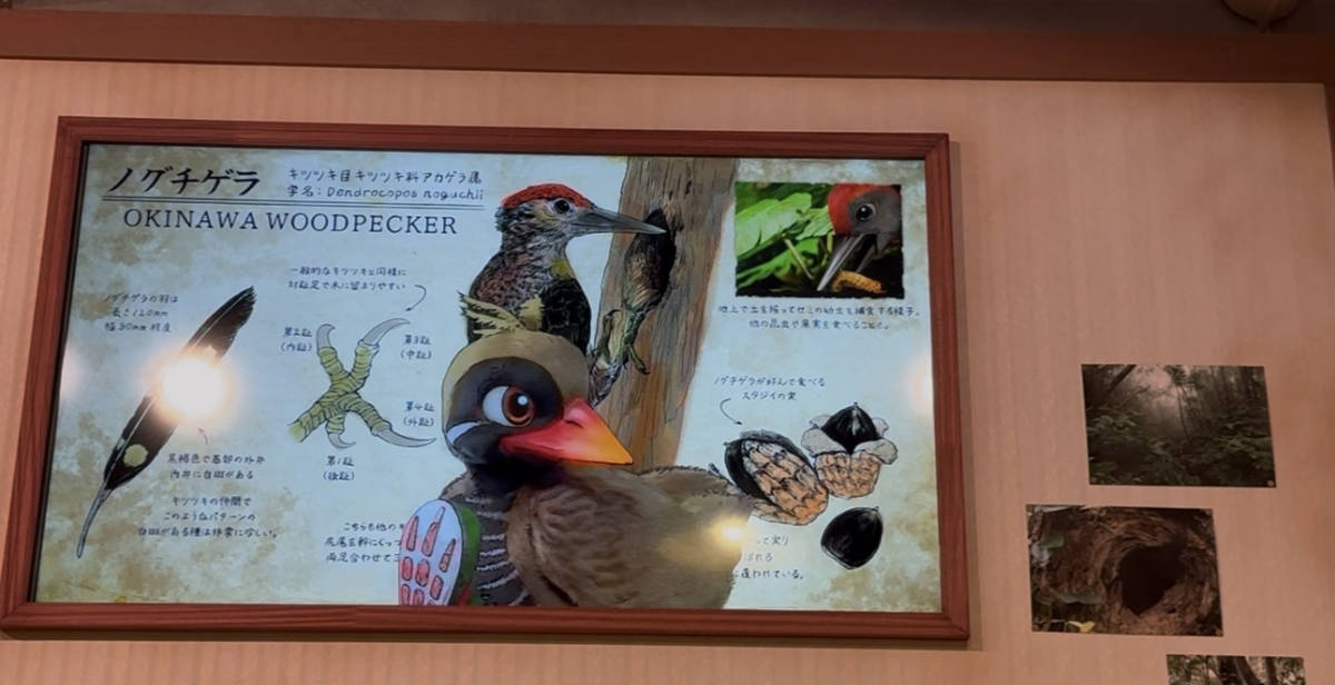 イタズラをするヤンバルクイナ
