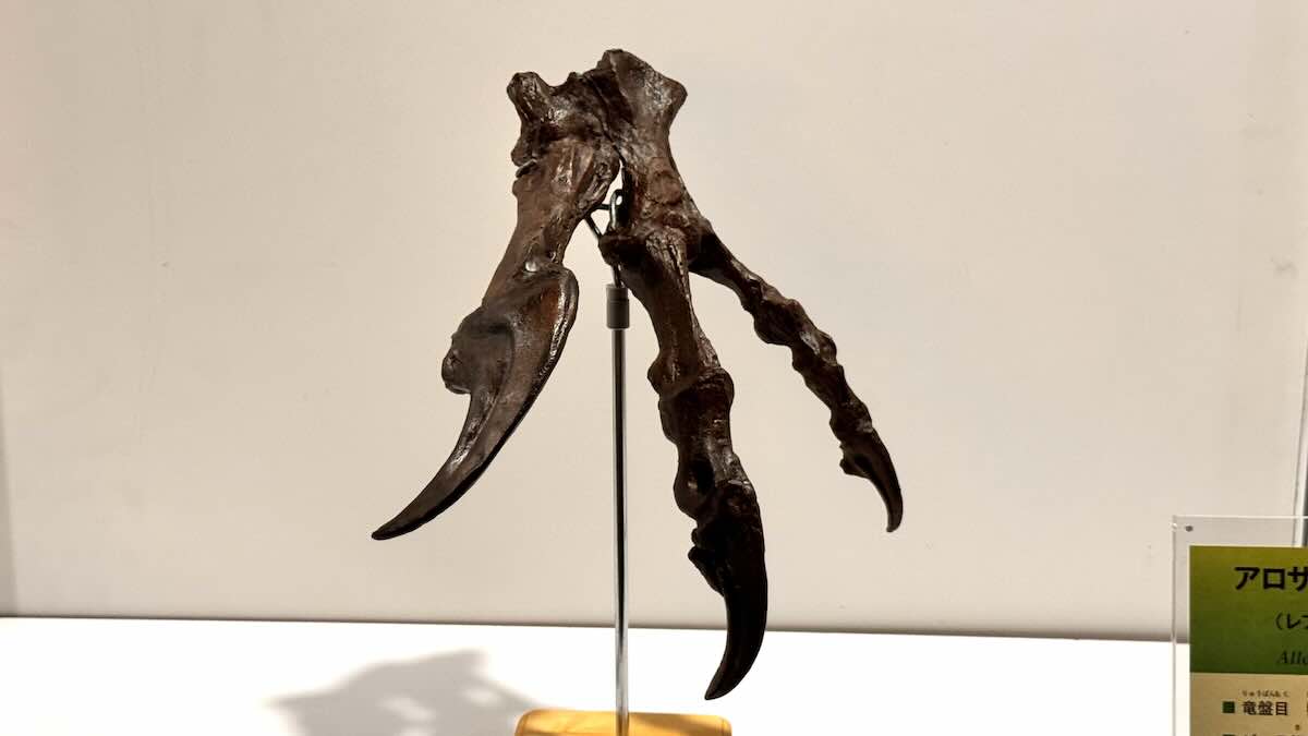 アロサウルスの手のレプリカ