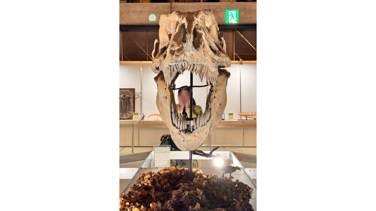 タルボサウルスの頭骨の復元模型
