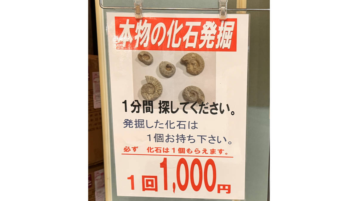 本物の化石発見