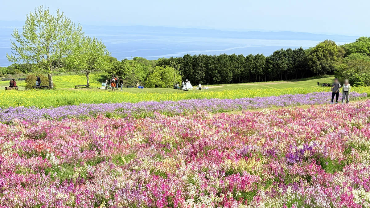 淡路花さじき