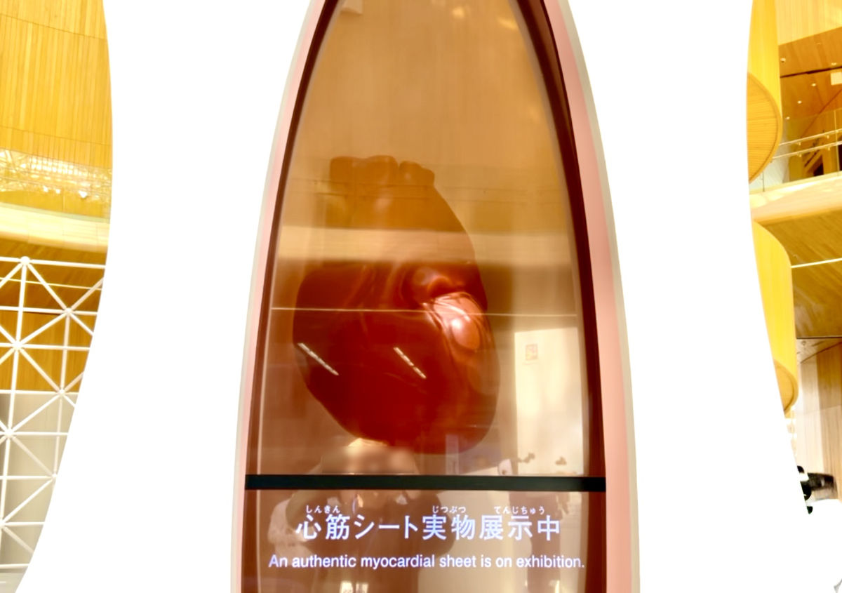 大阪ヘルスケアパビリオン　心臓の模型、心筋シート　中之島クロス