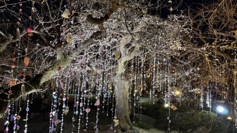 雪月花の三庭苑・梅苑「花の庭」《光と花の庭》