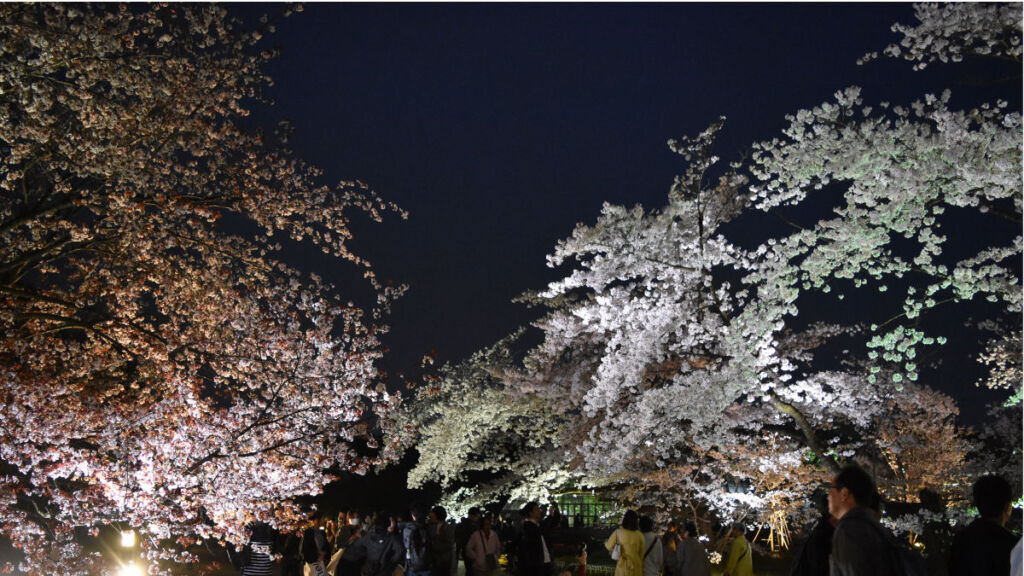 LIGHT CYCLES KYOTO（ライトサイクル京都）