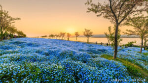 舞洲シーサイドパーク