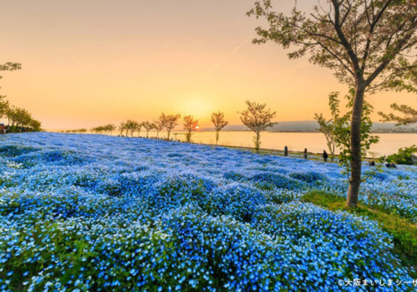 舞洲シーサイドパーク