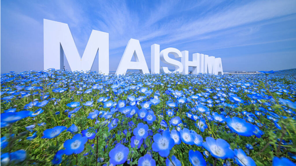 舞洲　ネモフィラ祭り