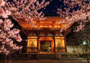 醍醐寺 夜桜ライトアップ2026