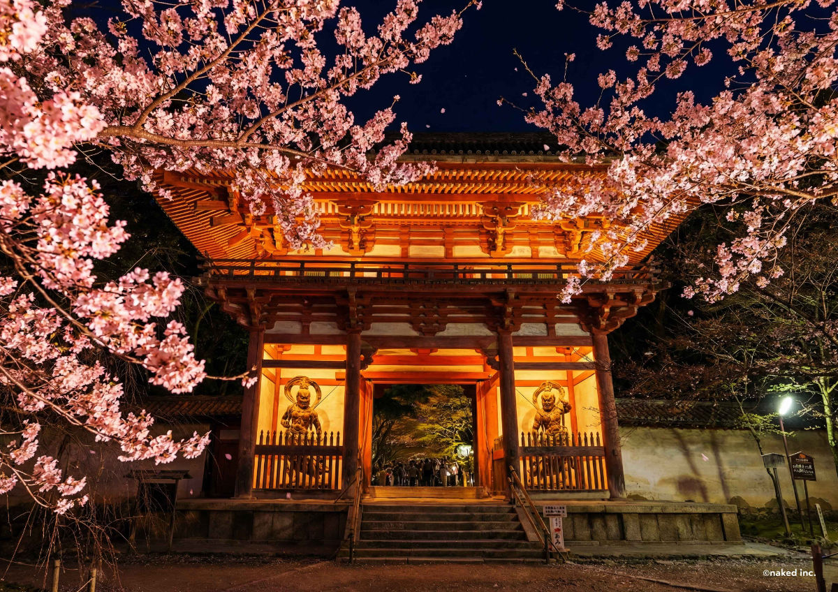 醍醐寺　夜桜ライトアップ2026
