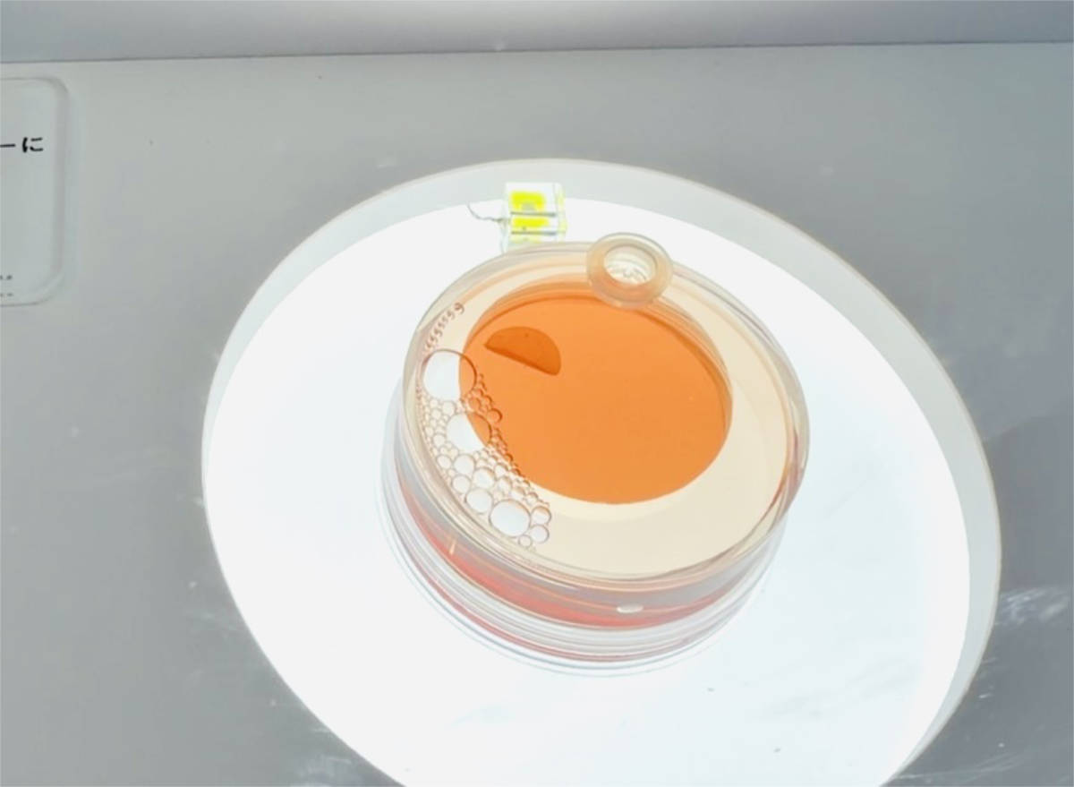 ヒトiPS細胞から作られた「心筋シート」