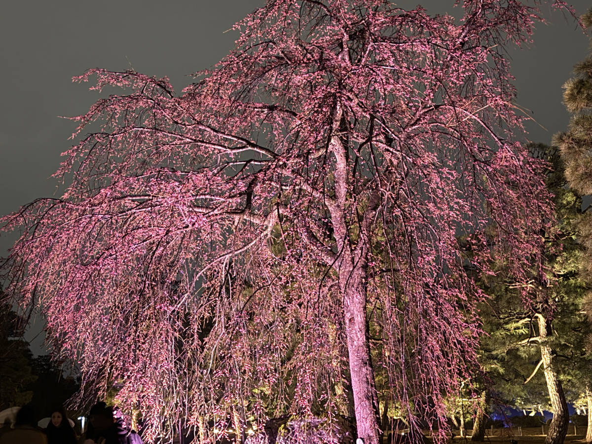 桜と光のプロジェクションマッピング