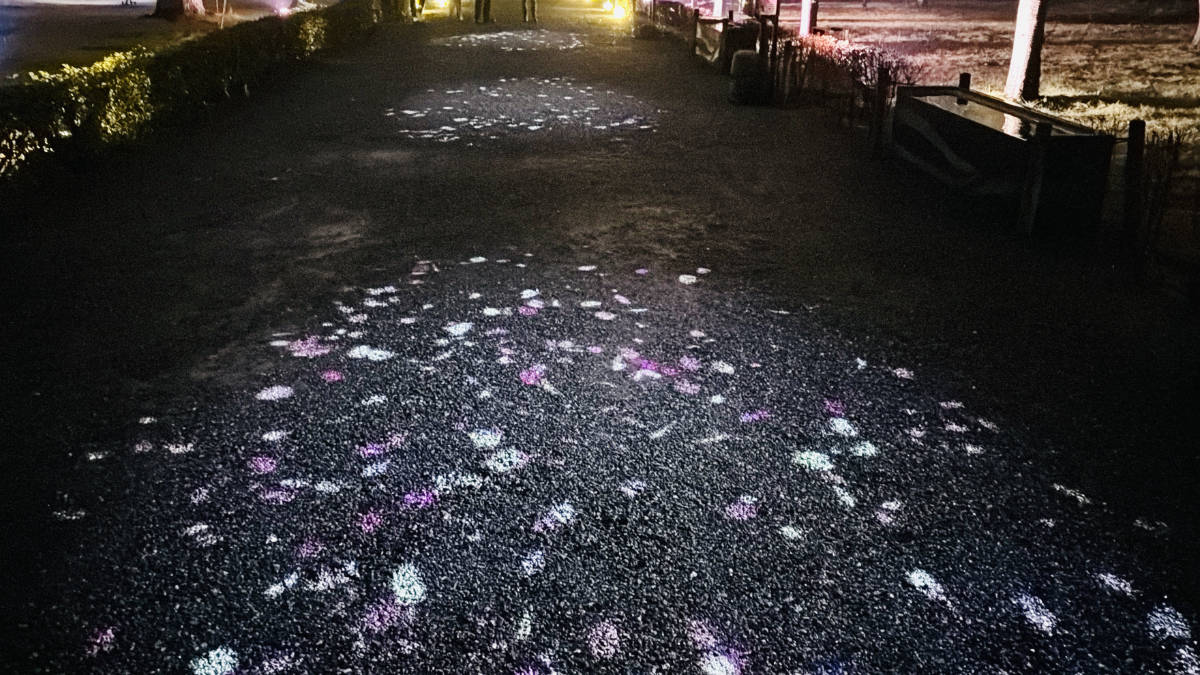 桜の花びらで舞っている