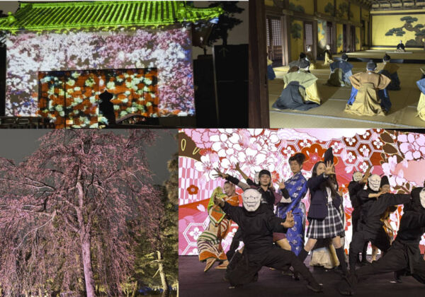 二条城2026SAKURA NIGHTS