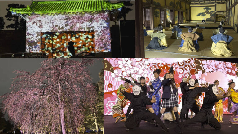 二条城2026SAKURA NIGHTS