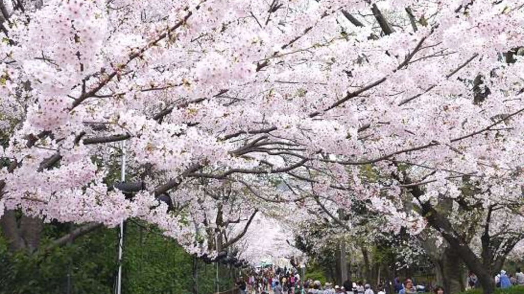 王子動物園　夜桜通り抜け
