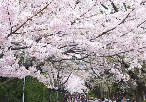 王子動物園　夜桜通り抜け