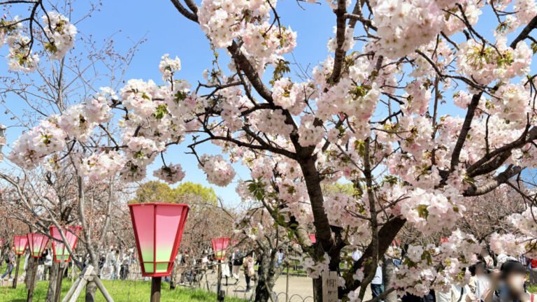 造幣局 桜の通り抜け