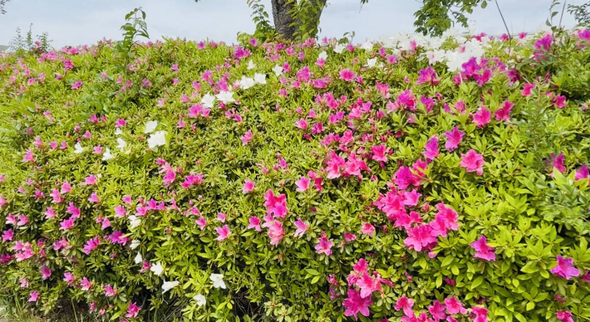 万博公園の自然豊かな景色