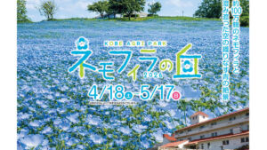 神戸ネモフィラの丘