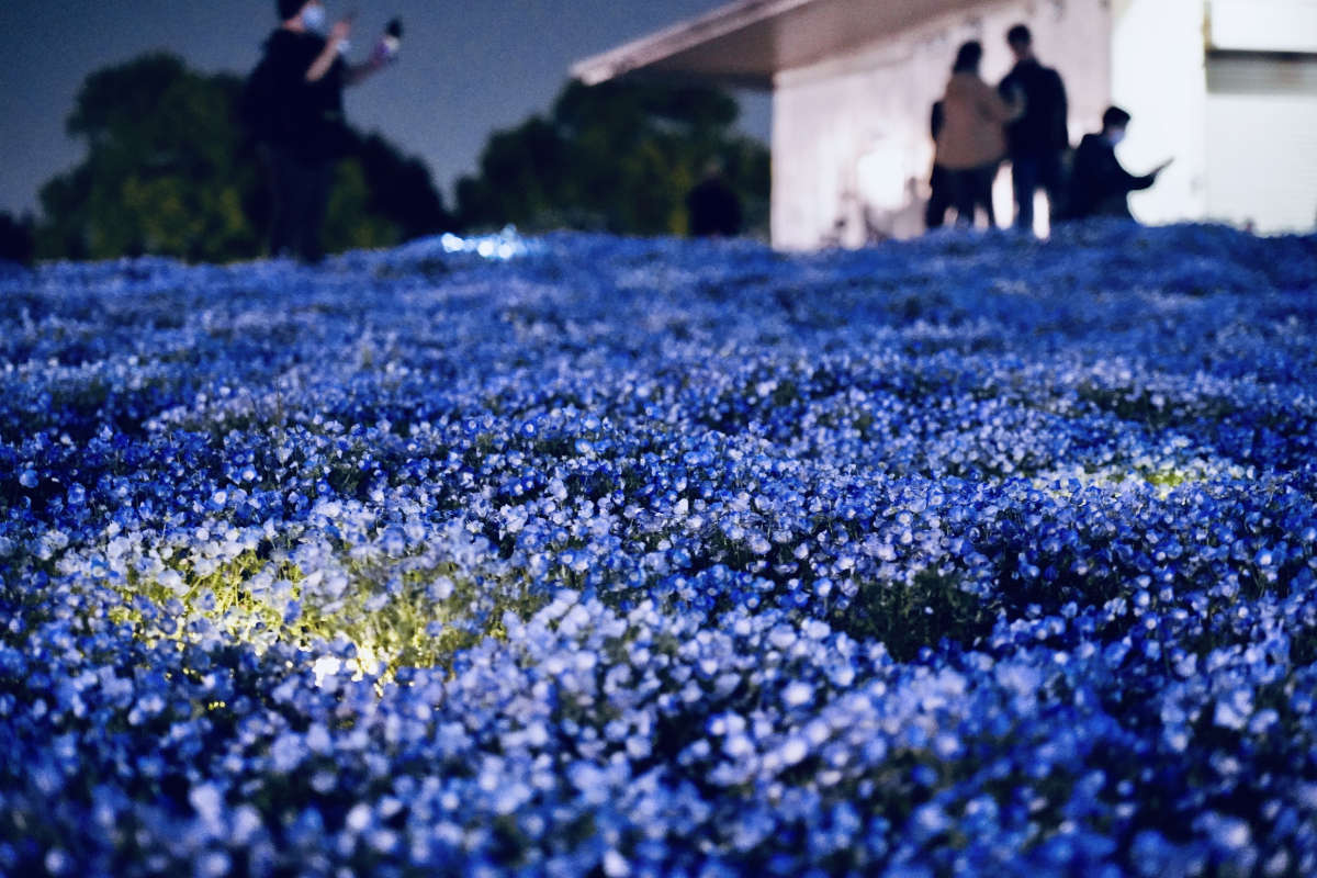 神戸ネモフィラ